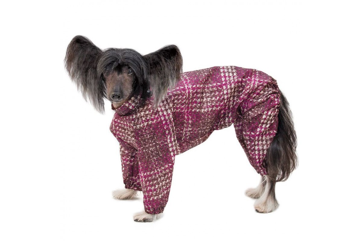 Китайская хохлатая собака в одежде